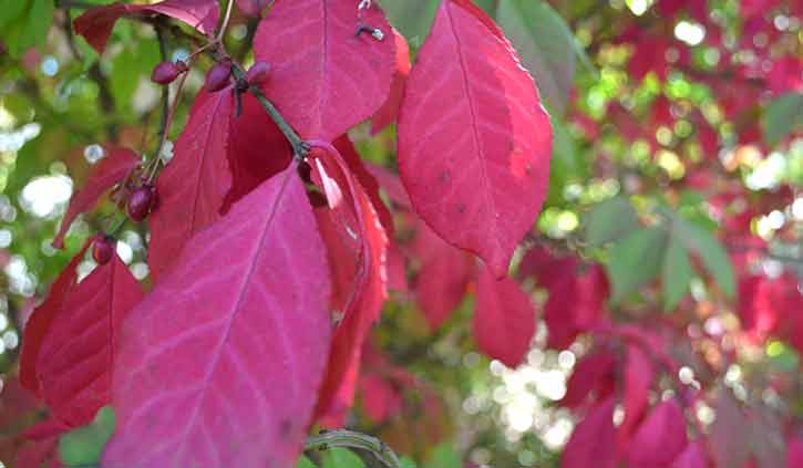 Fall Foliage